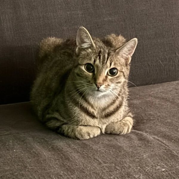 THEKLA, Katze, 05/2024