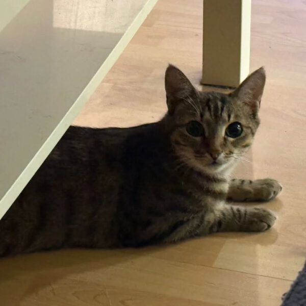 THEKLA, Katze, 05/2024 – Bild 2