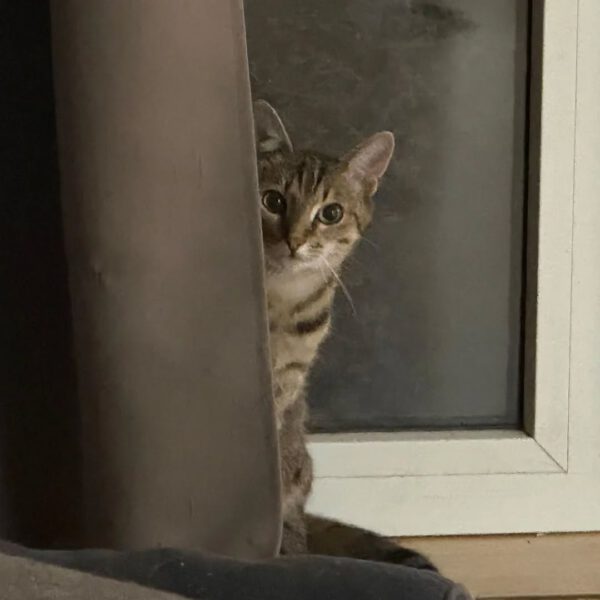 THEKLA, Katze, 05/2024 – Bild 3