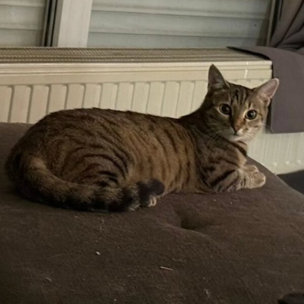THEKLA, Katze, 05/2024 – Bild 4