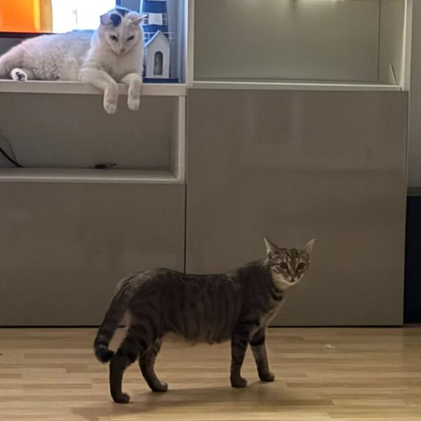 THEKLA, Katze, 05/2024 – Bild 5