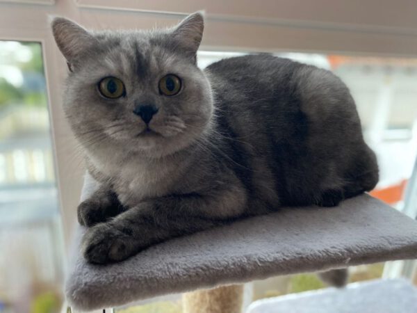 COCO (ca. 07/2023), Katze