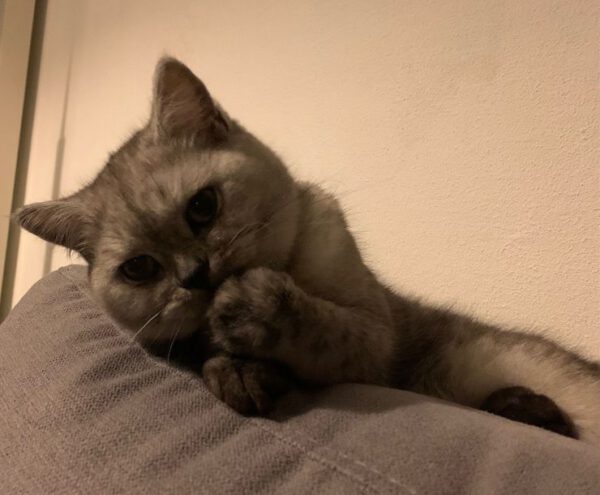 COCO (ca. 07/2023), Katze – Bild 4