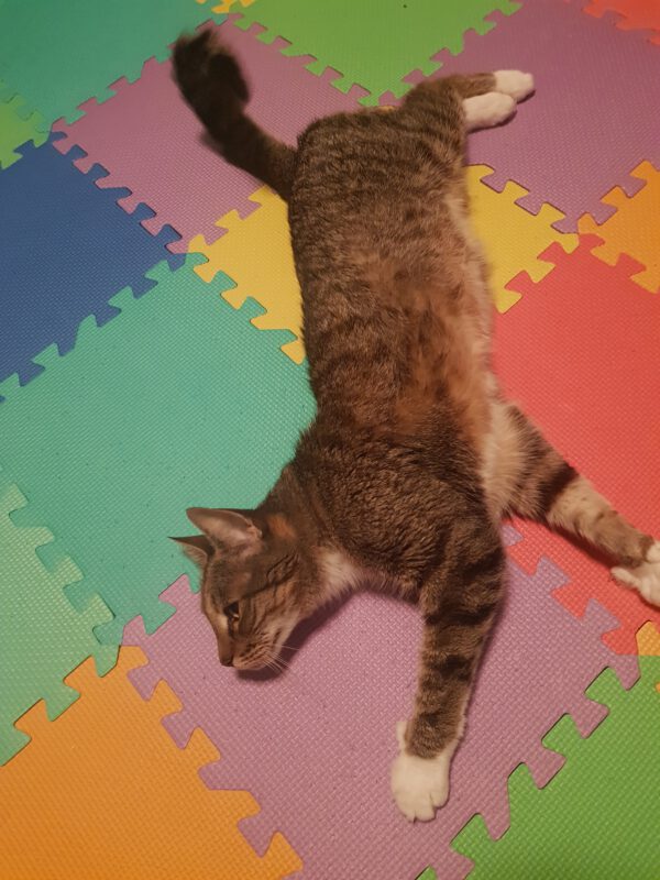 Mojito (2008), Kater, Freigang – Bild 3