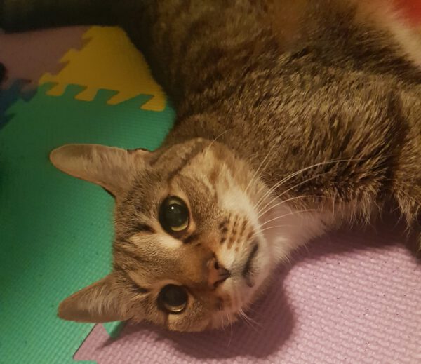 Mojito (2008), Kater, Freigang