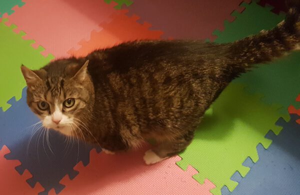 Charly (2008), Kater – Bild 4