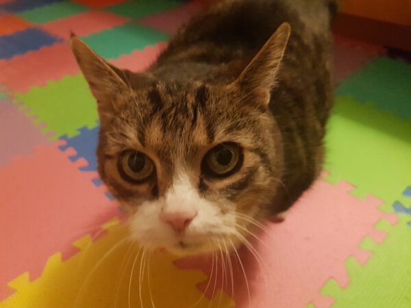 Charly (2008), Kater – Bild 3