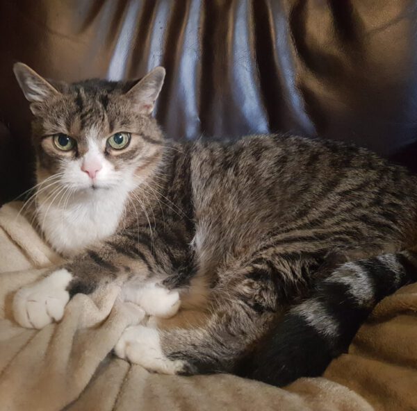 Charly (2008), Kater