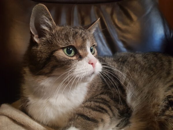 Charly (2008), Kater – Bild 2