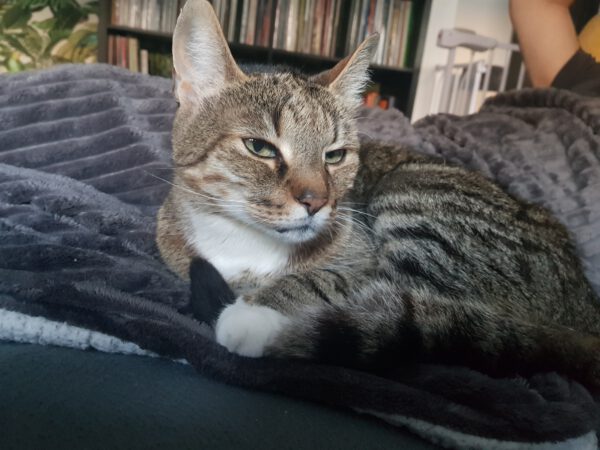 Mojito (2008), Kater, Freigang – Bild 2