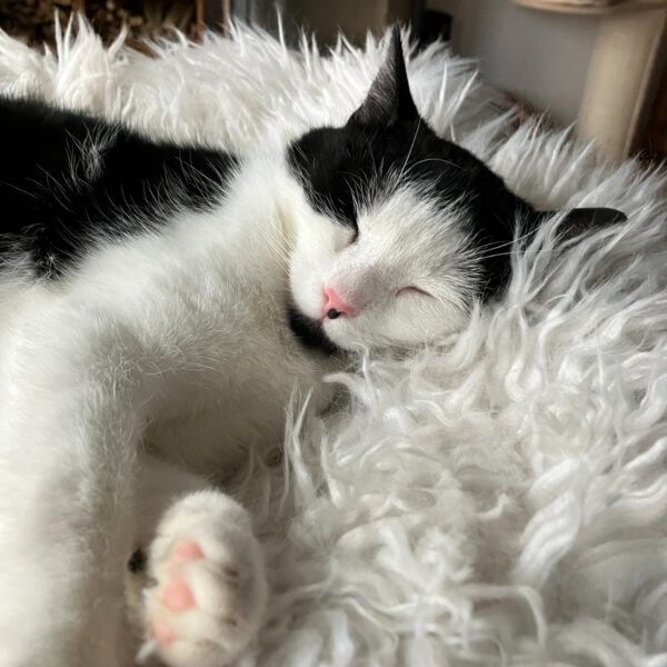 CHARLY (ca. 03/2024), Katze