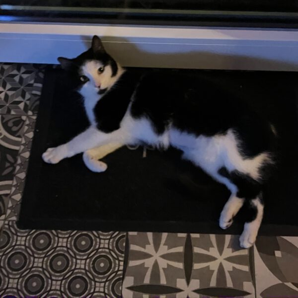 CHARLY (ca. 03/2024), Katze – Bild 3