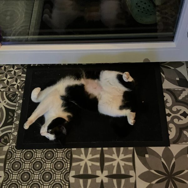 CHARLY (ca. 03/2024), Katze – Bild 2