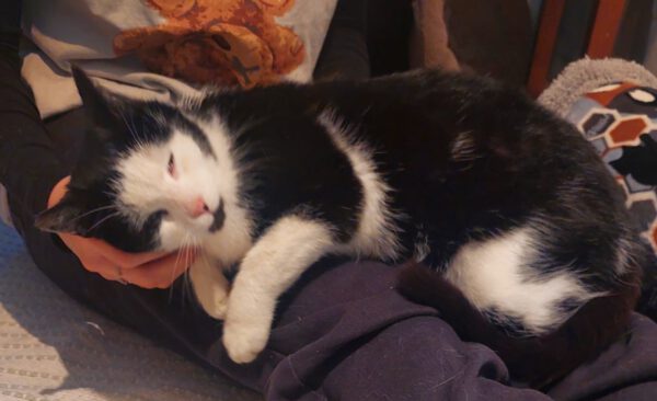 CHARLY (ca. 03/2024), Katze – Bild 4