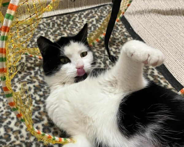 CHARLY (ca. 03/2024), Katze – Bild 6