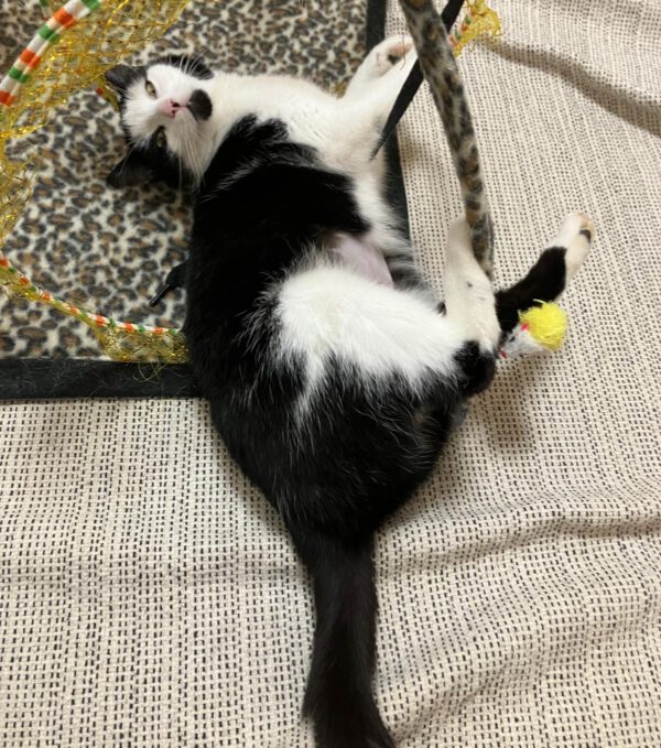 CHARLY (ca. 03/2024), Katze – Bild 5