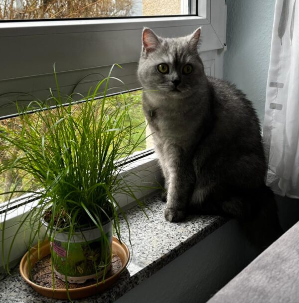 COCO (ca. 07/2023), Katze – Bild 7