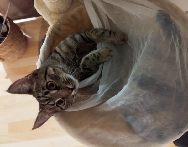 AMO (06/2024), Kater, Freigang – Bild 2