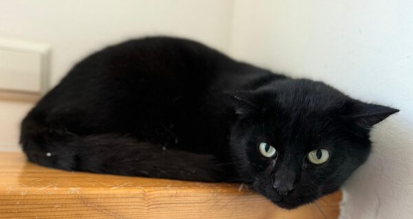 LOLA, (08/2023), Katze und Pedro (07/2021), Kater – Bild 8