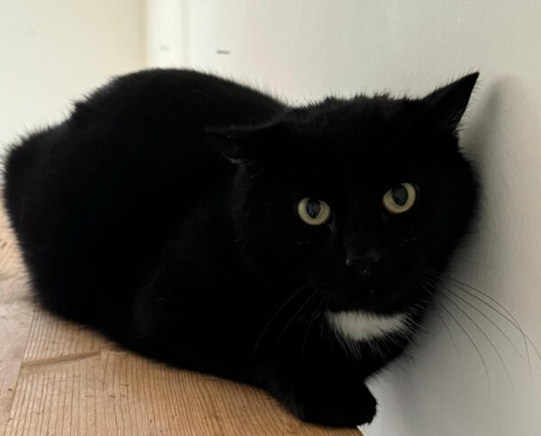 LOLA, (08/2023), Katze und Pedro (07/2021), Kater – Bild 5
