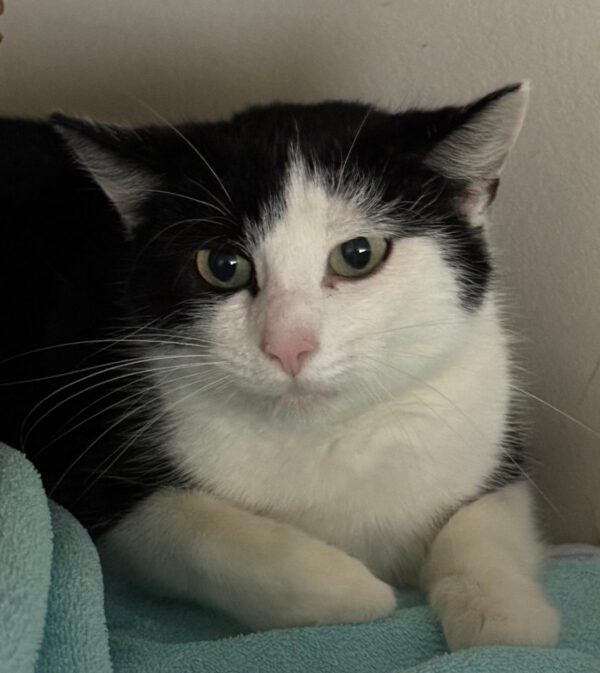 LOLA, (08/2023), Katze und Pedro (07/2021), Kater – Bild 7