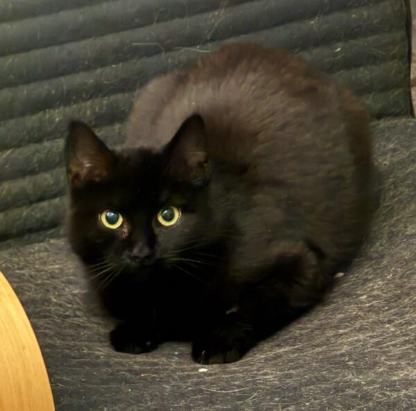 Helene, Katze, 08/2024