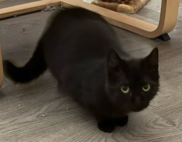 Helene, Katze, 08/2024 – Bild 2