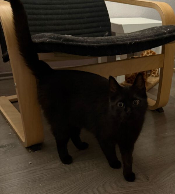 Helene, Katze, 08/2024 – Bild 3