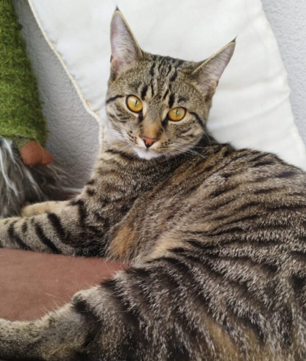 AMO (06/2024), Kater, Freigang