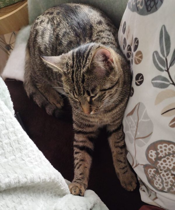 AMO (06/2024), Kater, Freigang – Bild 4