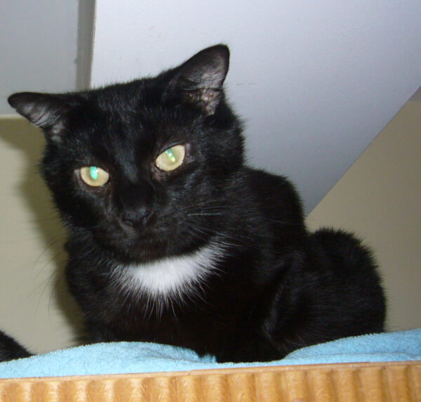 LOLA, (08/2023), Katze und Pedro (07/2021), Kater – Bild 3