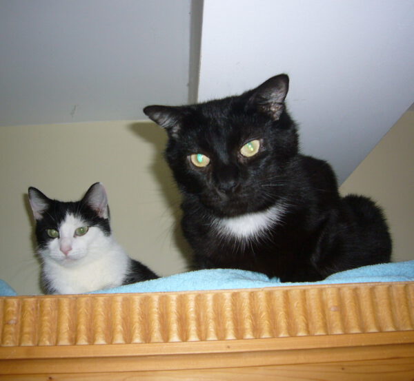 LOLA, (08/2023), Katze und Pedro (07/2021), Kater