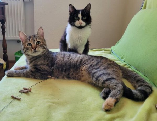 JOKO (2024), Kater und NALA, Katze (2024) – Bild 5