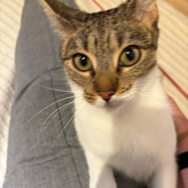 SUNNY, Katze, 10/2024 – Bild 3