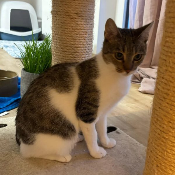 SUNNY, Katze, 10/2024 – Bild 2