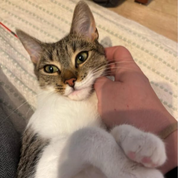 SUNNY, Katze, 10/2024