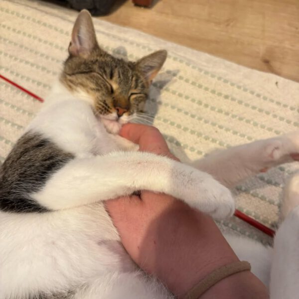 SUNNY, Katze, 10/2024 – Bild 4