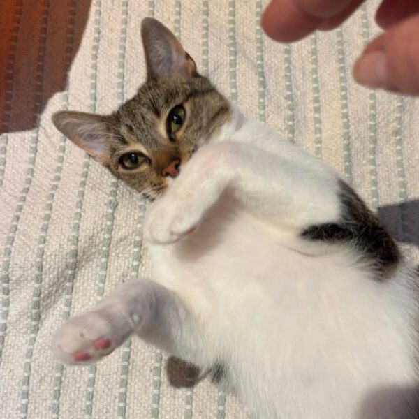 SUNNY, Katze, 10/2024 – Bild 5
