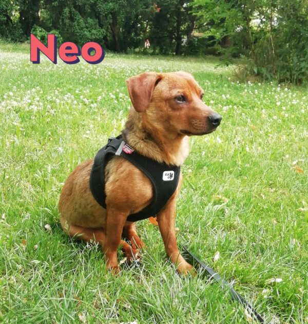 TIMO und NEO, Rüden, 3/2023 – Bild 5