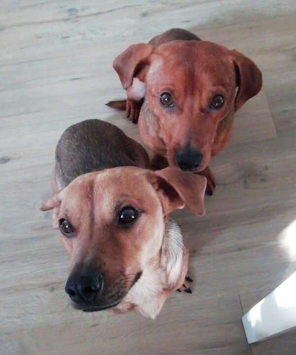 TIMO und NEO, Rüden, 3/2023 – Bild 4