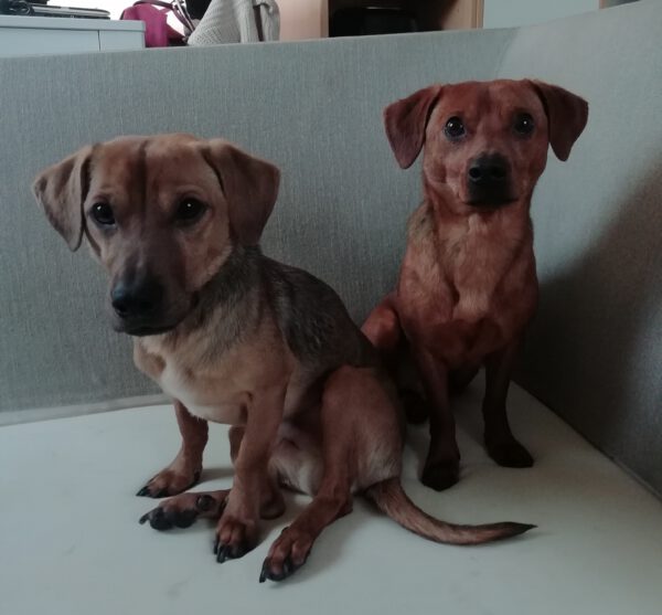 TIMO und NEO, Rüden, 3/2023