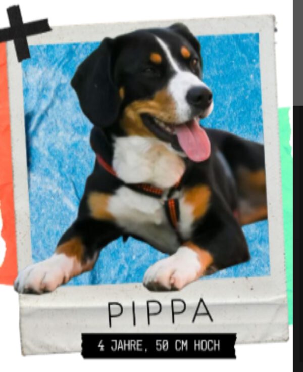 Pippa, Hündin, 2021 – Bild 4