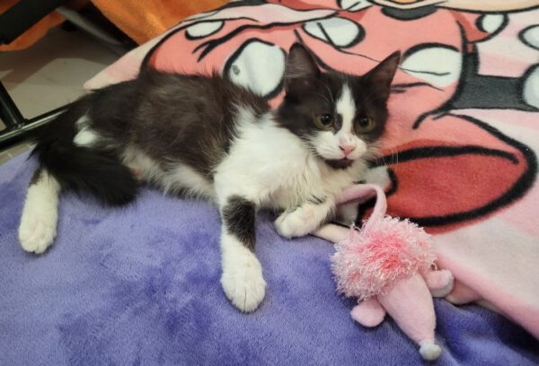 JOKO (2024), Kater und NALA, Katze (2024) – Bild 3