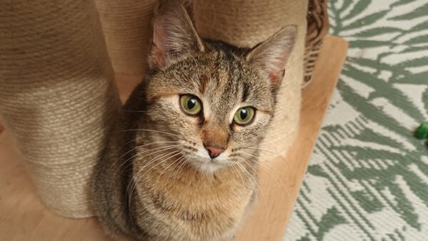 Rani, Katze, 06/2024 – Bild 5