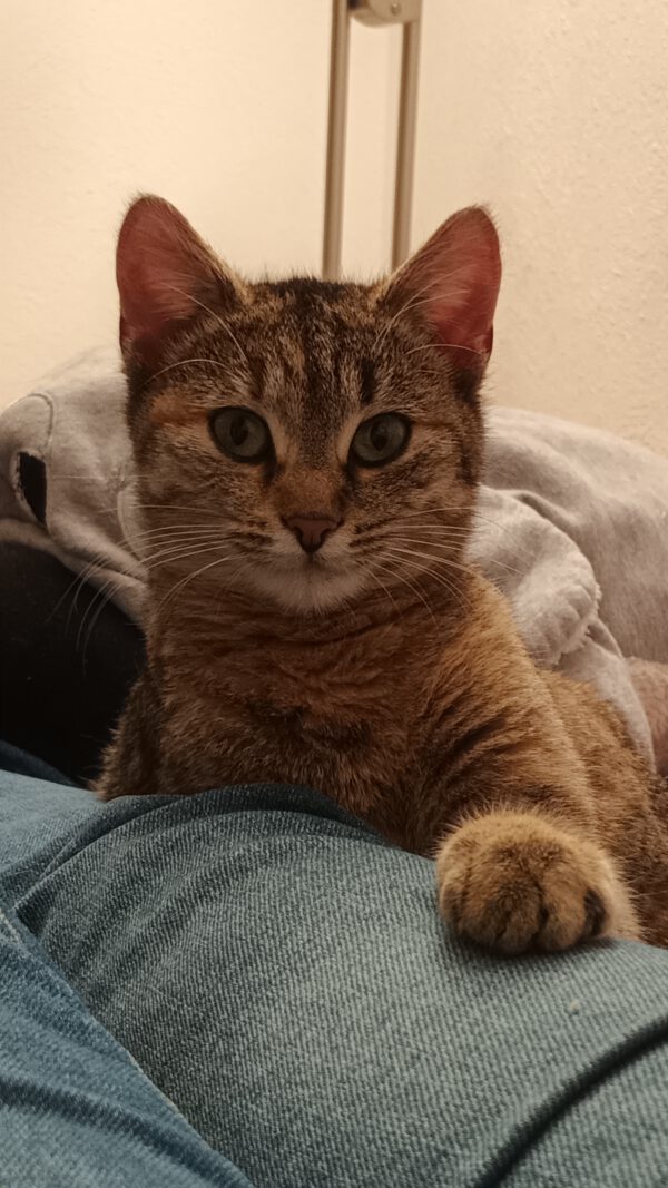 Rani, Katze, 06/2024 – Bild 6