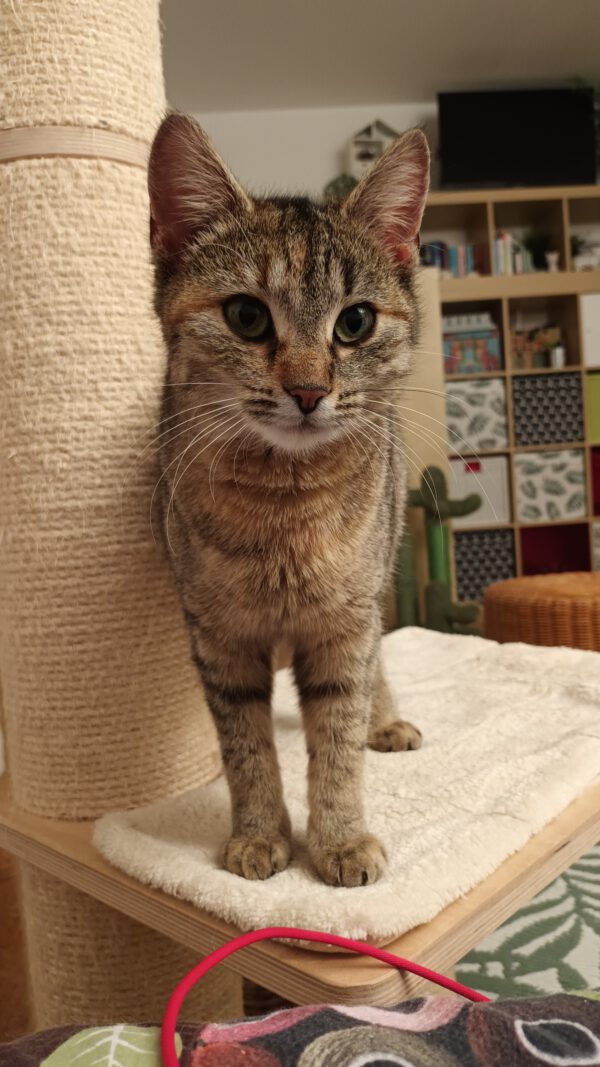 Rani, Katze, 06/2024 – Bild 3
