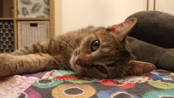 Rani, Katze, 06/2024 – Bild 2