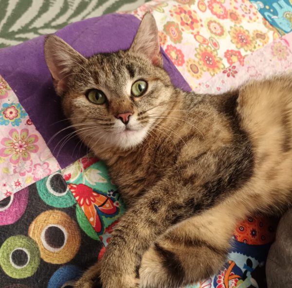 Rani, Katze, 06/2024