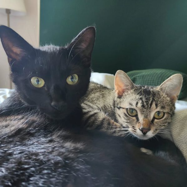 OSCAR und ELMO, Kater, 08/2024 – Bild 8