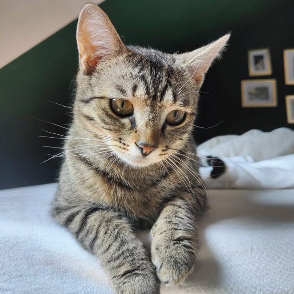 OSCAR und ELMO, Kater, 08/2024 – Bild 10